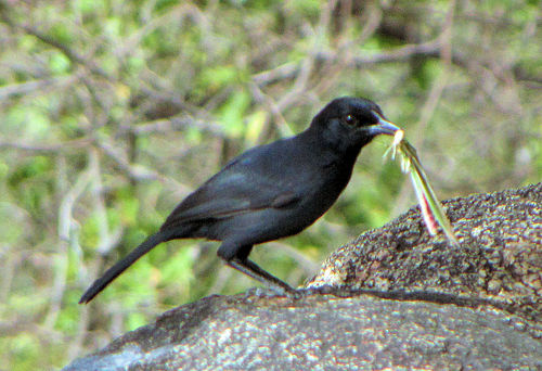 Slate-colored boubou